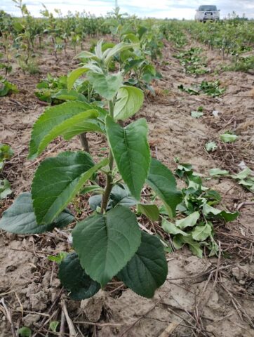 Young fruit tree in its first growing season at the nursery