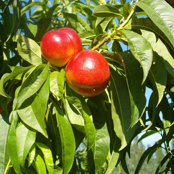 nektaryna drzewo owocowe