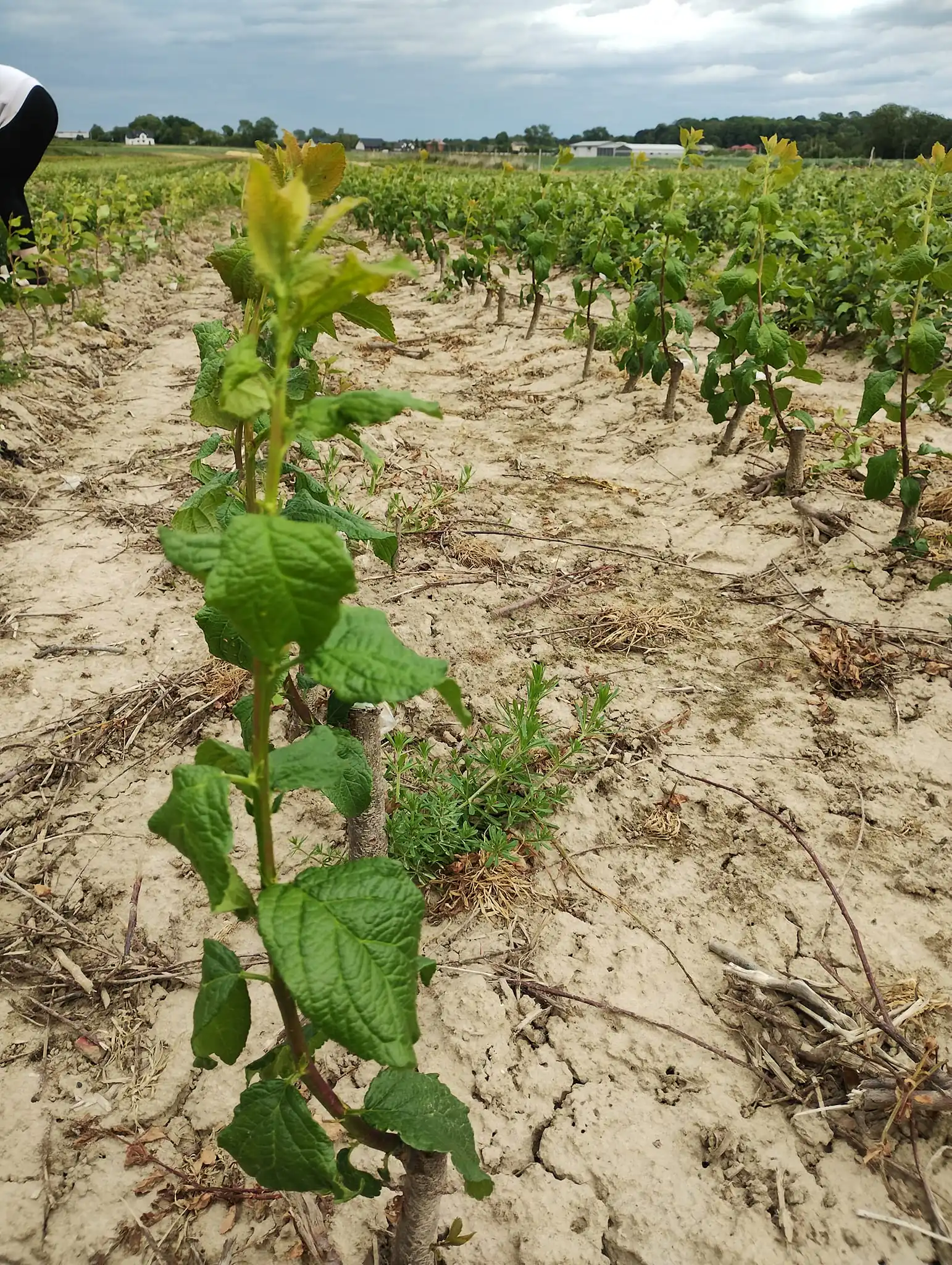 grusze – sadzonki drzew owocowych