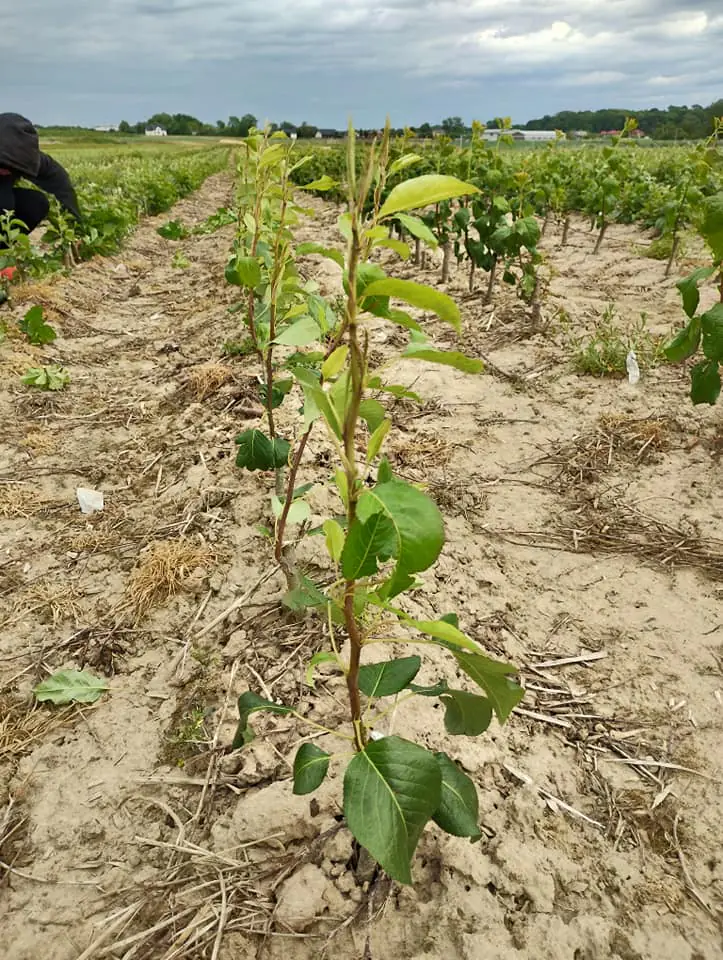 sadzonki drzew owocowych