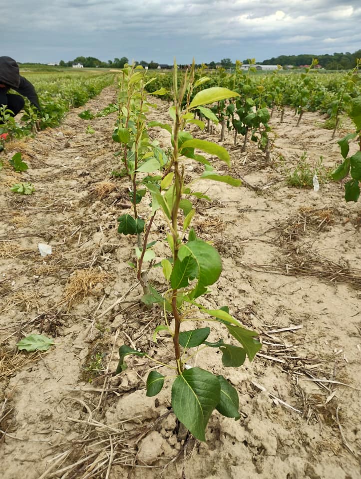 Fruit tree nursery quarter in Dąbie, Poland — one-year-old maiden trees growing in the field