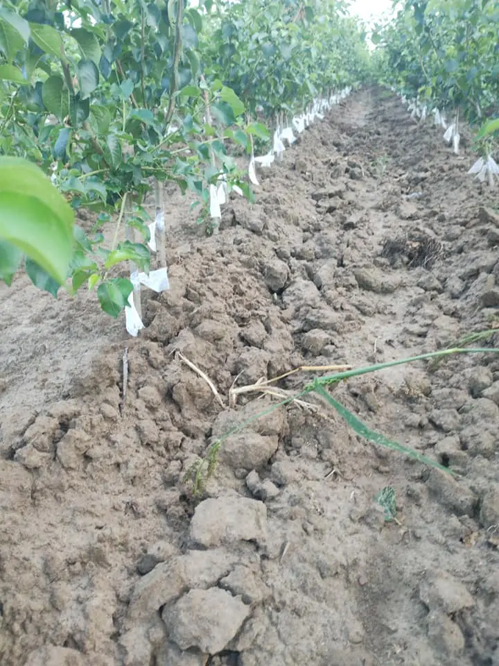 sadzonki drzew owocowych